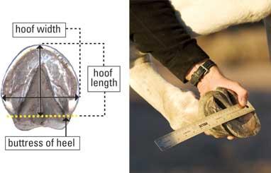Measure for hoof boots