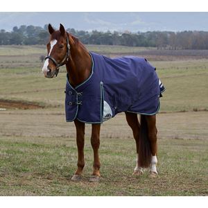 Weatherbeeta Comfitec Plus Dynamic Turnout Standard - 100g (Navy/Forest Green)