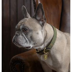 Shires Digby & Fox Tweed Dog Collar - XXS
