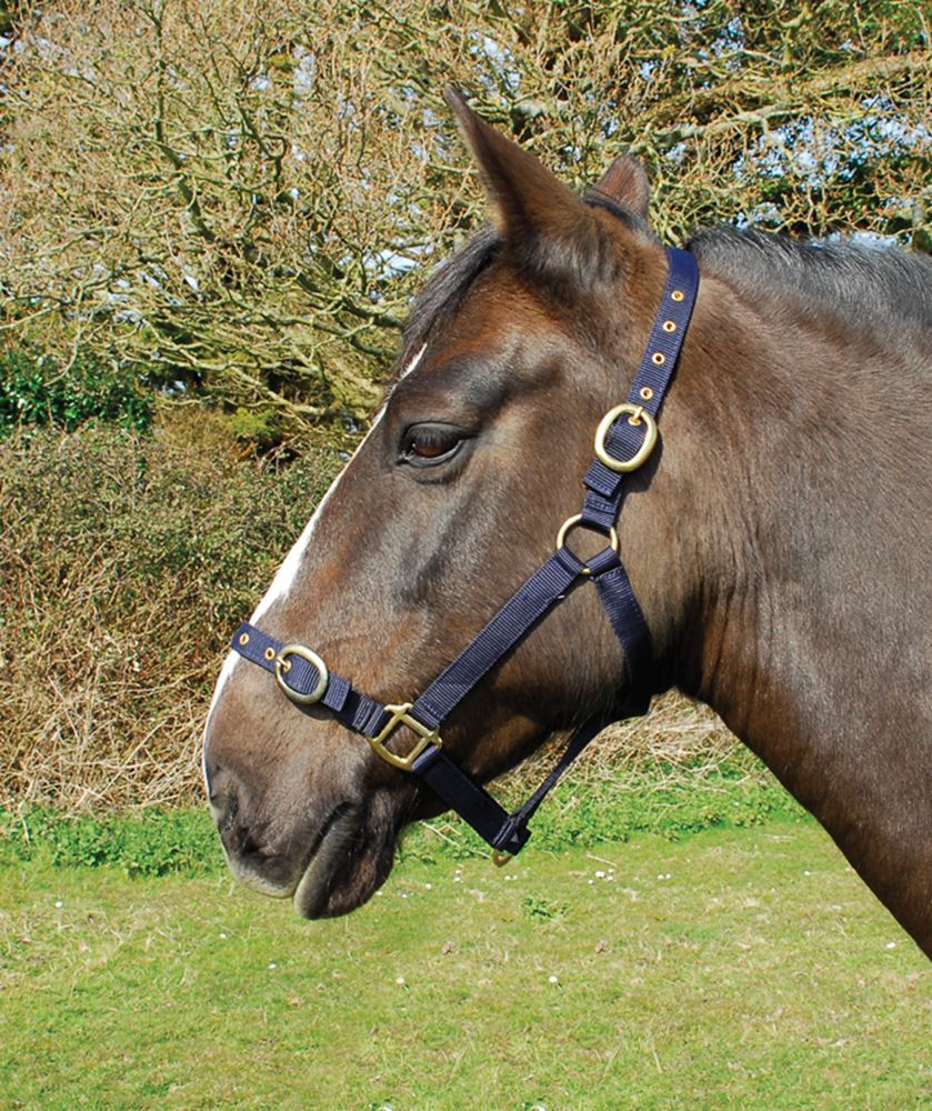 Rhinegold Nylon Headcollar (Navy)