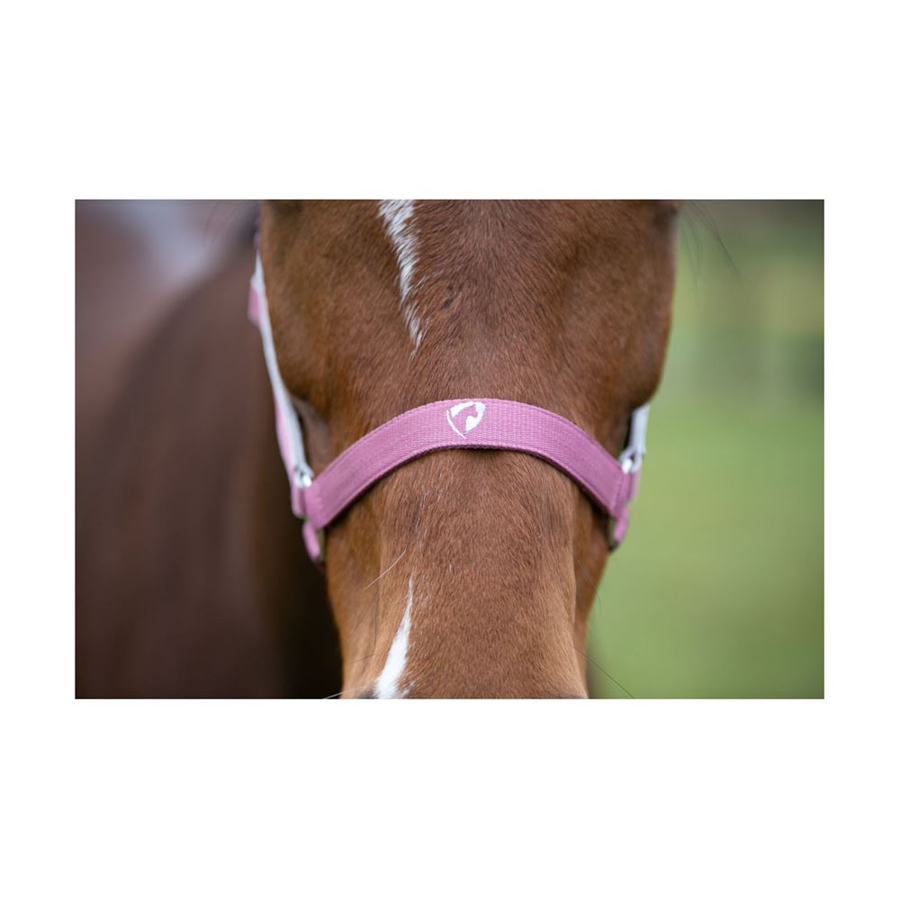 Hy Equestrian Synergy Head Collar (Fig/Silver)