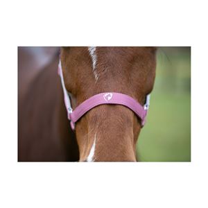 Hy Equestrian Synergy Head Collar (Fig/Silver)