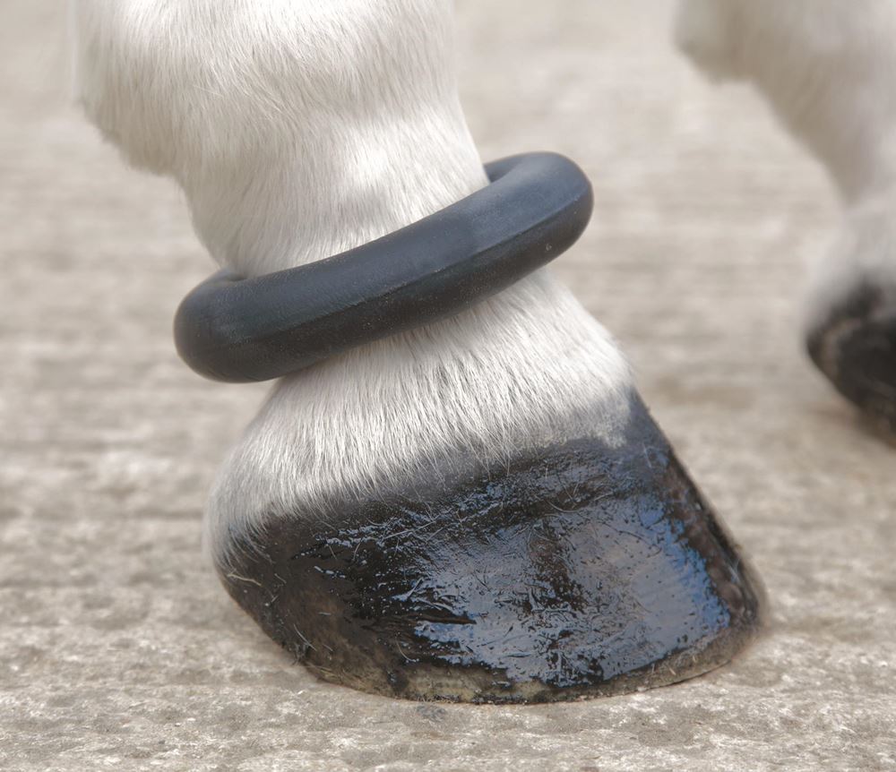 Shires Fetlock Ring
