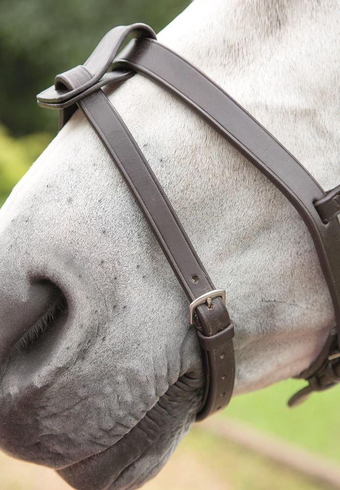 Shires Blenheim Flash Strap