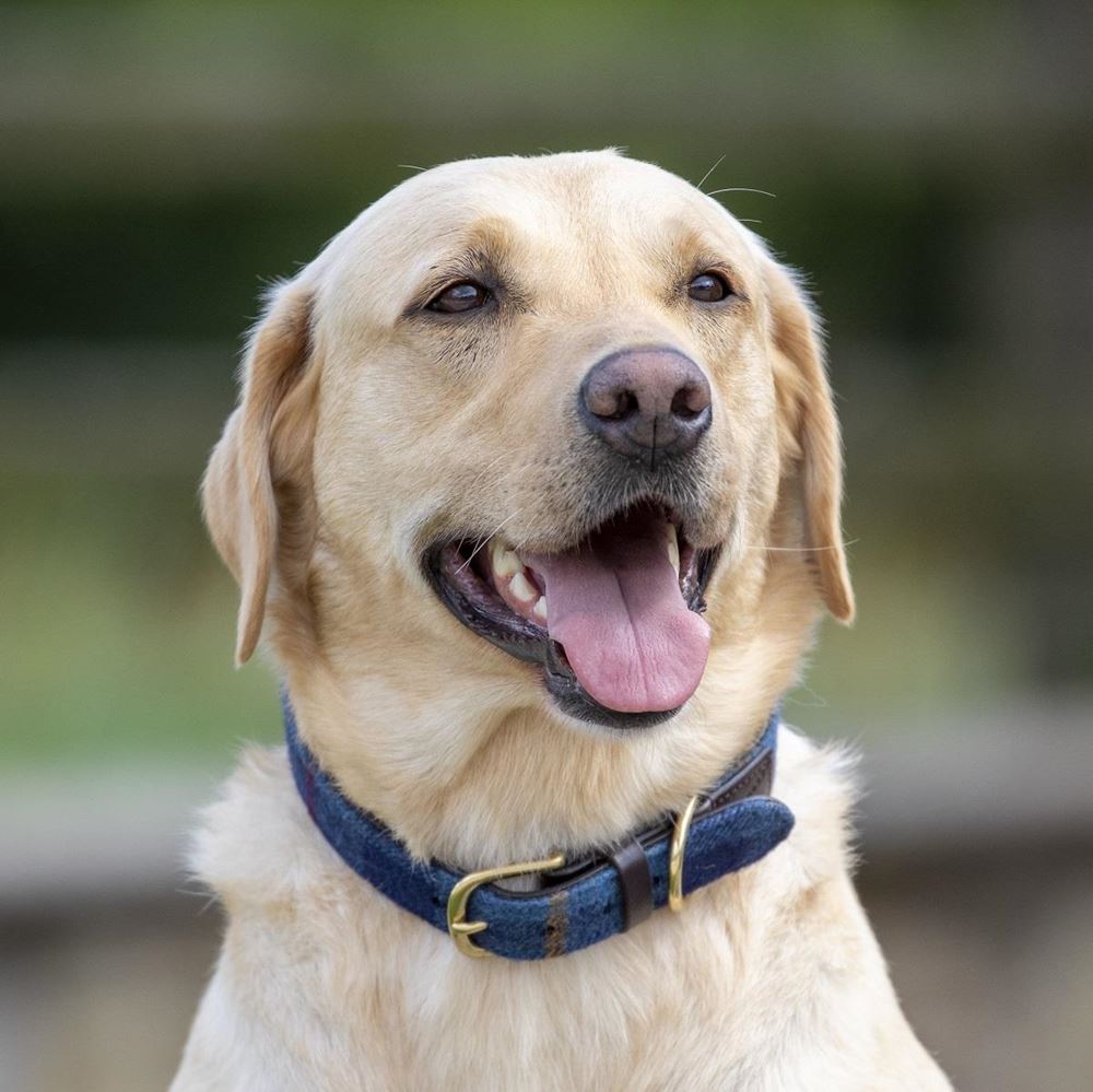 Shires Digby & Fox Tweed Dog Collar - XXS (Navy)