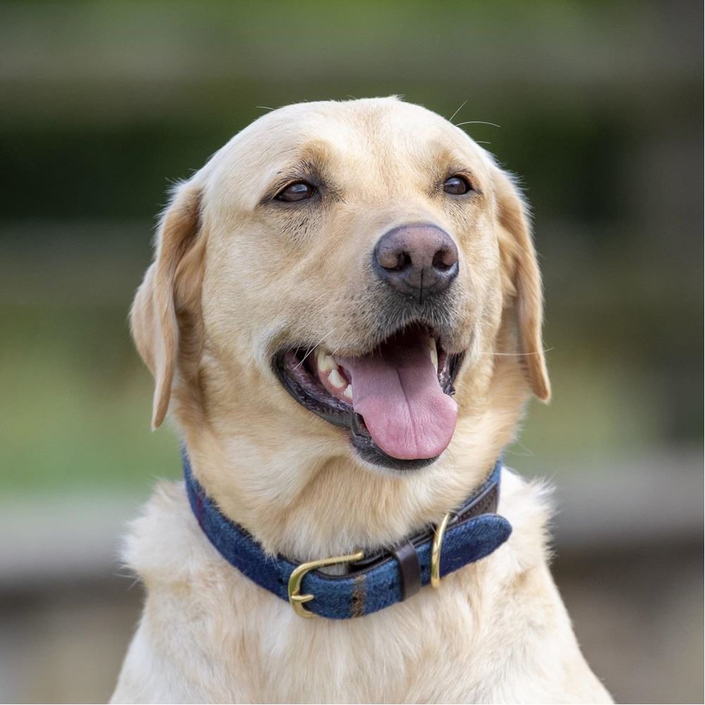 Shires Digby & Fox Tweed Dog Collar - XXS (Navy)