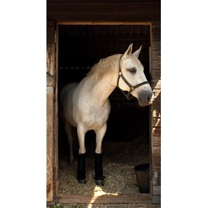 Rhinegold Stable Medicine Boots