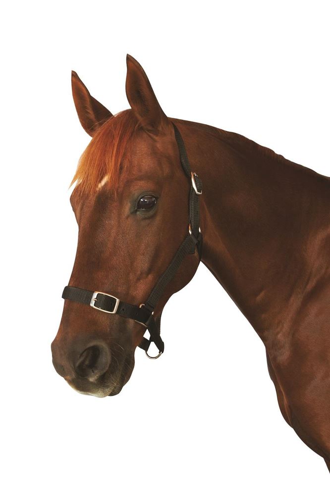 Roma Economy Headcollar
