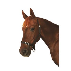 Roma Economy Headcollar