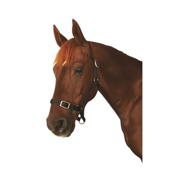 Roma Economy Headcollar