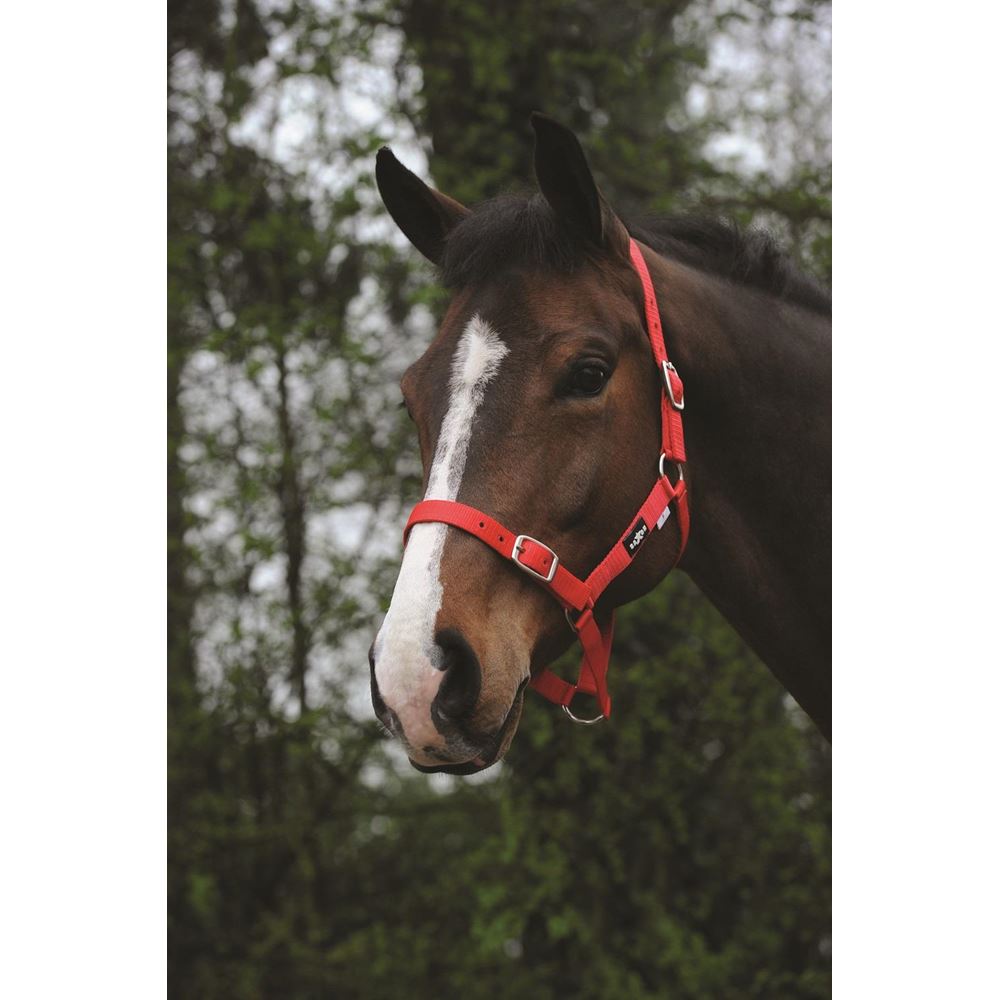 Saxon Economy Headcollar