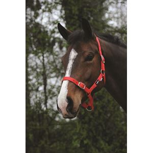 Saxon Economy Headcollar