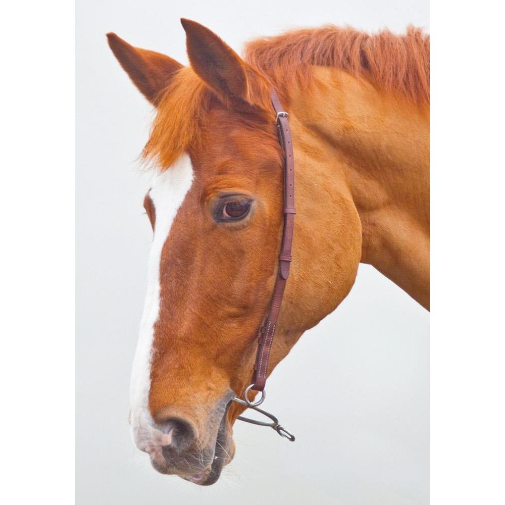 Shires Blenheim Chifney Headstrap