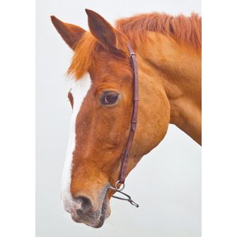 Shires Velociti GARA (Blenheim) Chifney Headstrap