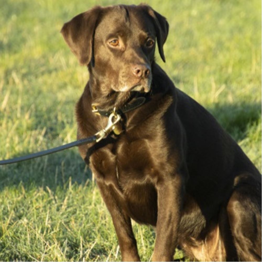 Benji & Flo Deluxe Padded Leather Dog Collar (Black/Brass)