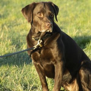 Benji & Flo Deluxe Padded Leather Dog Collar (Black/Brass)