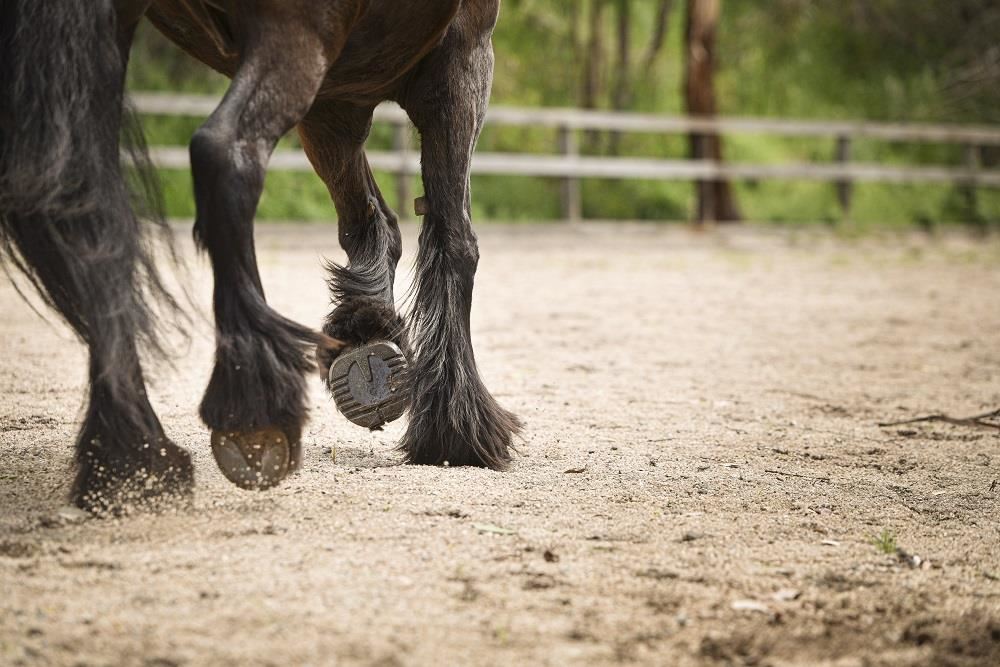 Scootboot Classic Hoof Boot (Regular and Slim) SINGLE BOOT