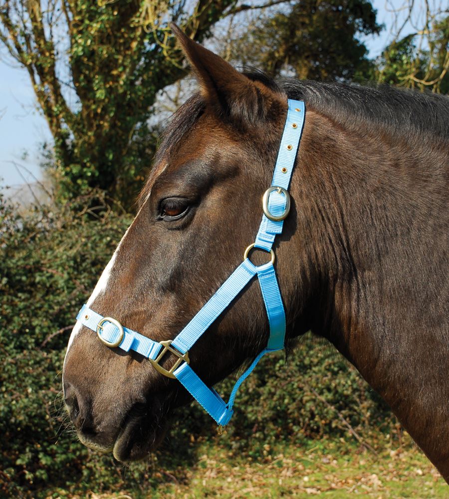 Rhinegold Nylon Headcollar (Baby Blue)