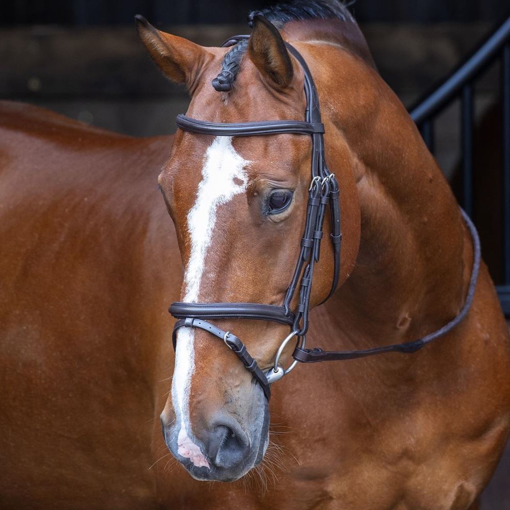 Shires Velociti RAPIDA Padded Raised Flash Bridle (Havana)