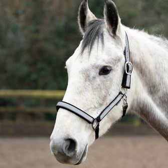 Silva Flash Head Collar by Hy Equestrian (Black/Reflective Silver)