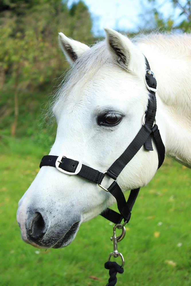 Gallop Headcollar & Leadrope Set (Black)