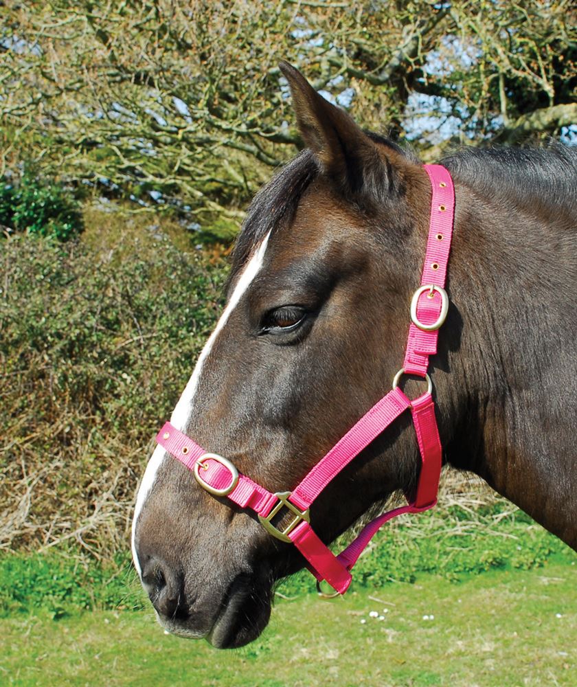 Rhinegold Nylon Headcollar (Raspberry)
