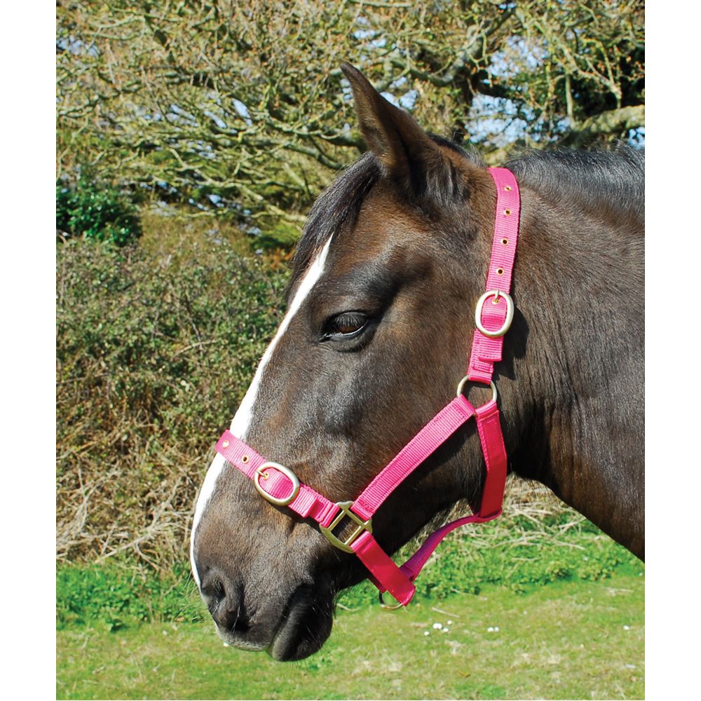 Rhinegold Nylon Headcollar (Raspberry)