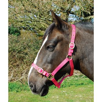 Rhinegold Nylon Headcollar (Raspberry)