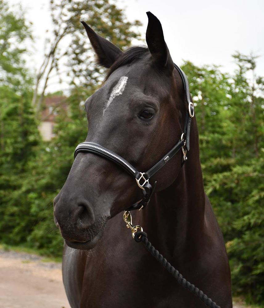 Rhinegold Rocco Italia Milano Leather Headcollar