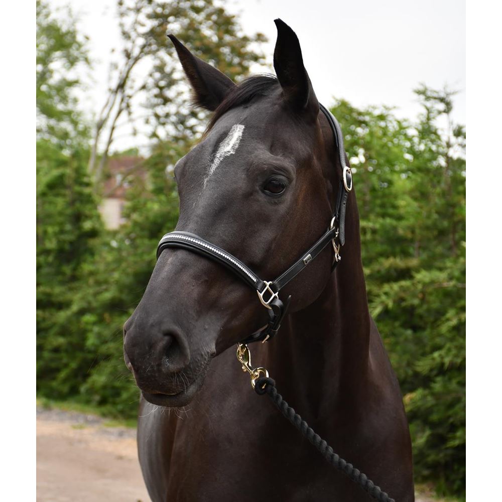 Rhinegold Rocco Italia Milano Leather Headcollar