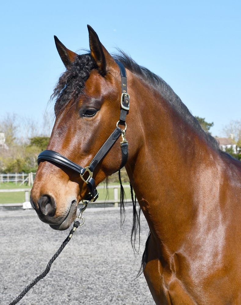 Rhinegold Softee Leather Padded Headcollar (Black)