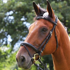 Gallop Comfort Flash Bridle & Rubber Reins (Black)