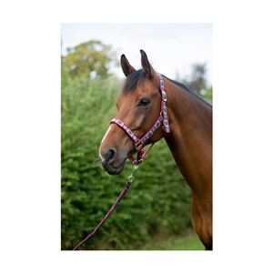 Hy Equestrian Woven Polo Head Collar and Lead Rope (Aqua/Fig)