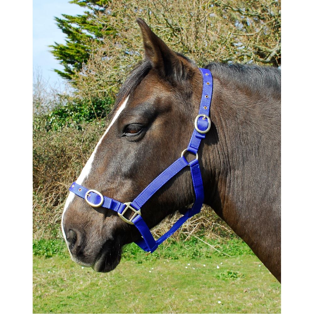 Rhinegold Nylon Headcollar (Royal)