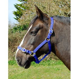 Rhinegold Nylon Headcollar (Royal)