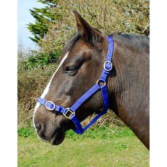 Rhinegold Nylon Headcollar (Royal)
