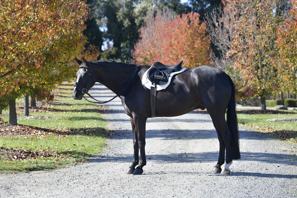 Weatherbeeta Prime Comfy Fleece All Purpose Numnah 