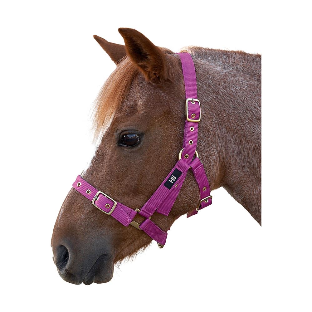 Hy Holly Fully Adjustable Head Collar