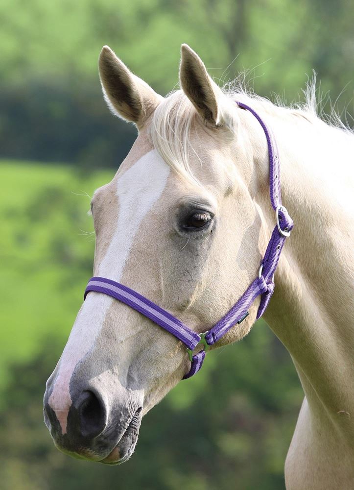 Shires Wessex Nylon Headcollar 