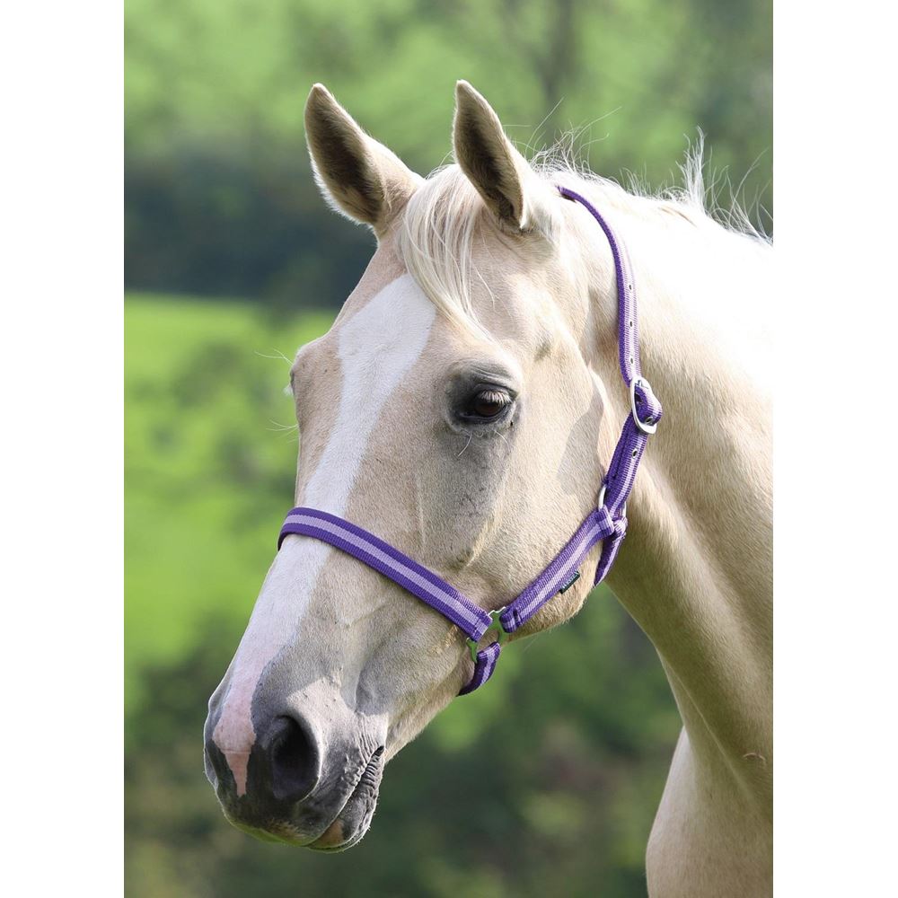 Shires Wessex Nylon Headcollar 