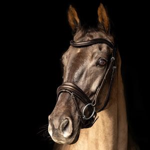 ProPresicce Pelle Crank Leather Bridle by Hy Equestrian (Brown/ Silver Hardware)