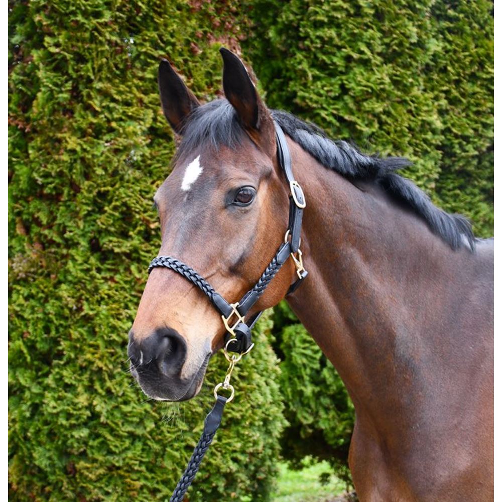 Rhinegold Lazio Plaited Leather Headcollar With Matching Leather Lead
