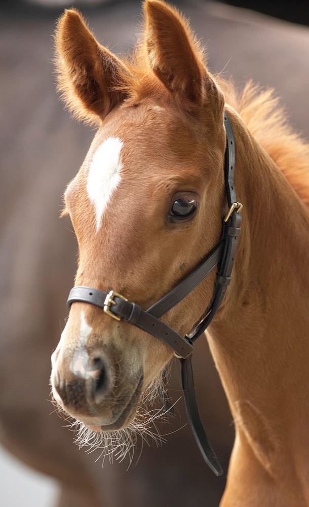 Shires Blenheim Leather Foal Slip