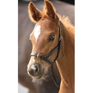 Shires Blenheim Leather Foal Slip