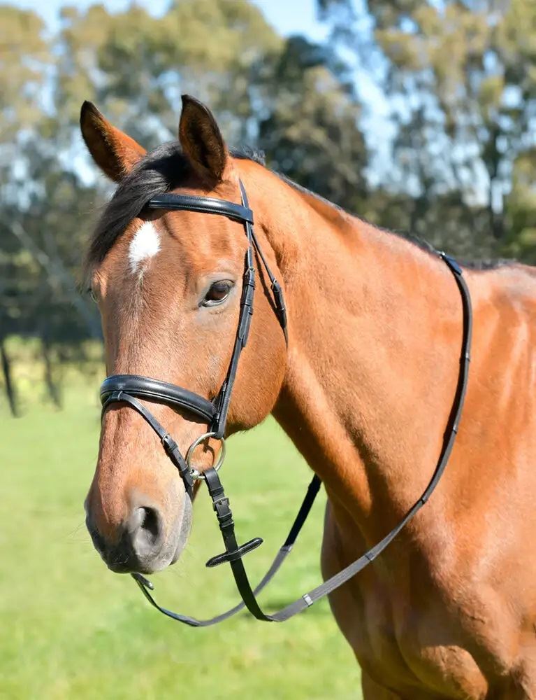 Kincade Classic Plain Raised Flash Bridle with Reins (Black)