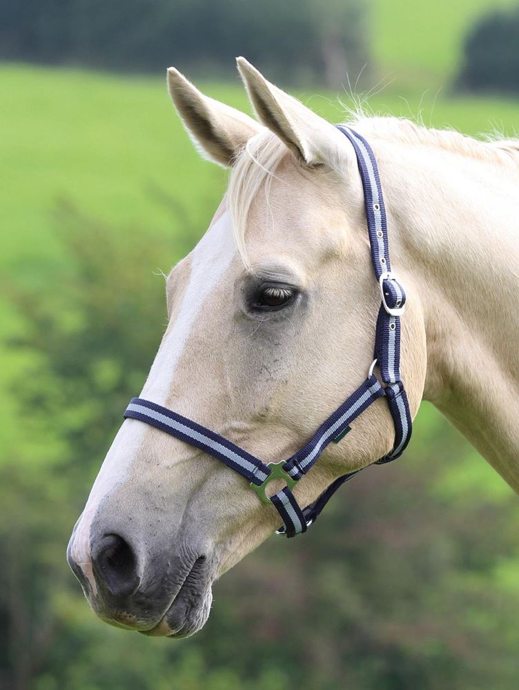 Shires Wessex Nylon Headcollar 