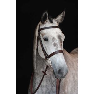 Collegiate Hunt Cavesson Bridle