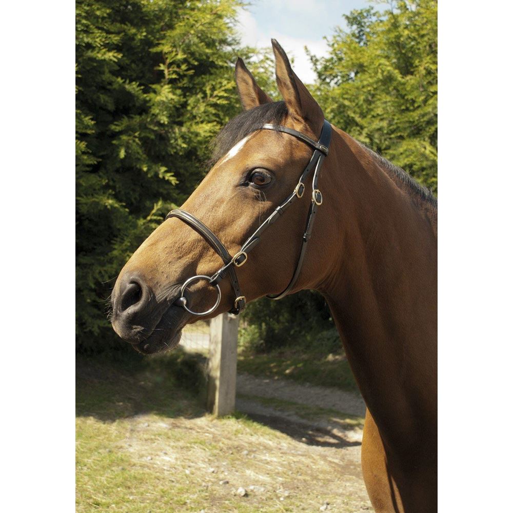 Heritage Saddlery English leather In-Hand Bridle