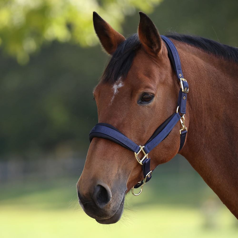 Shires Arma Padded Headcollar (Navy)