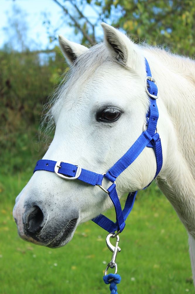 Gallop Headcollar & Leadrope Set (Royal Blue)